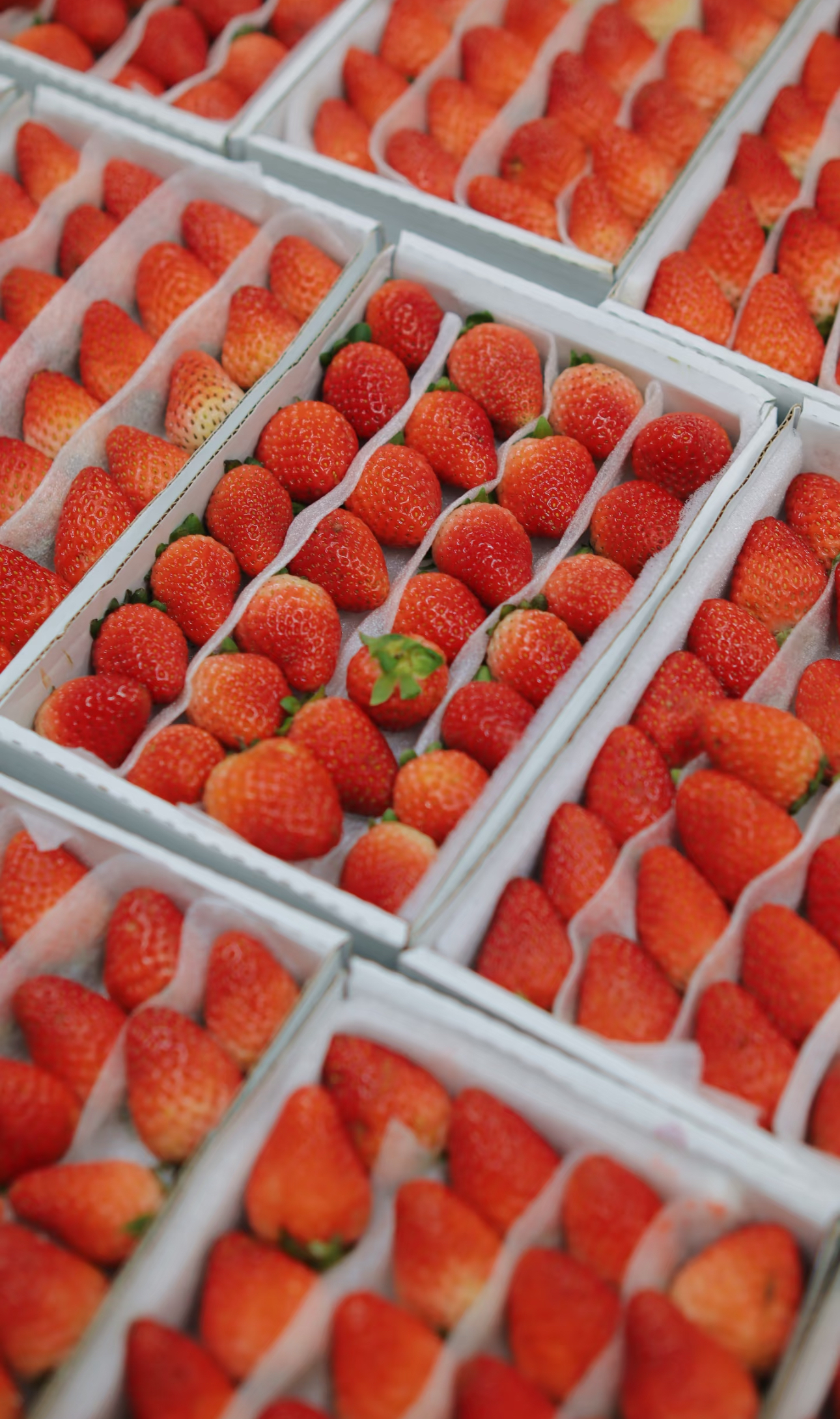 Choosing fresh strawberries